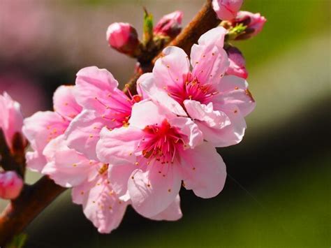 桃 風水|花言葉【桃】誕生花やスピリチュアルな話と開運につ。